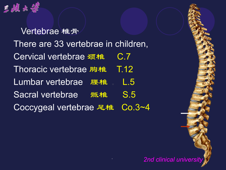 新版颈椎影像解剖学课件.ppt_第1页