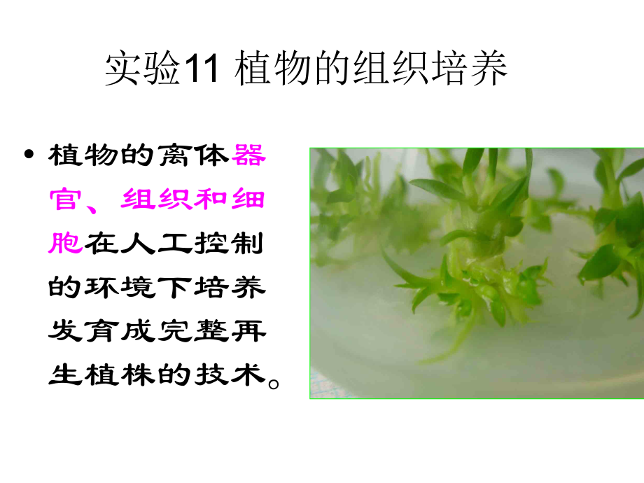 植物的组织培养.ppt_第1页