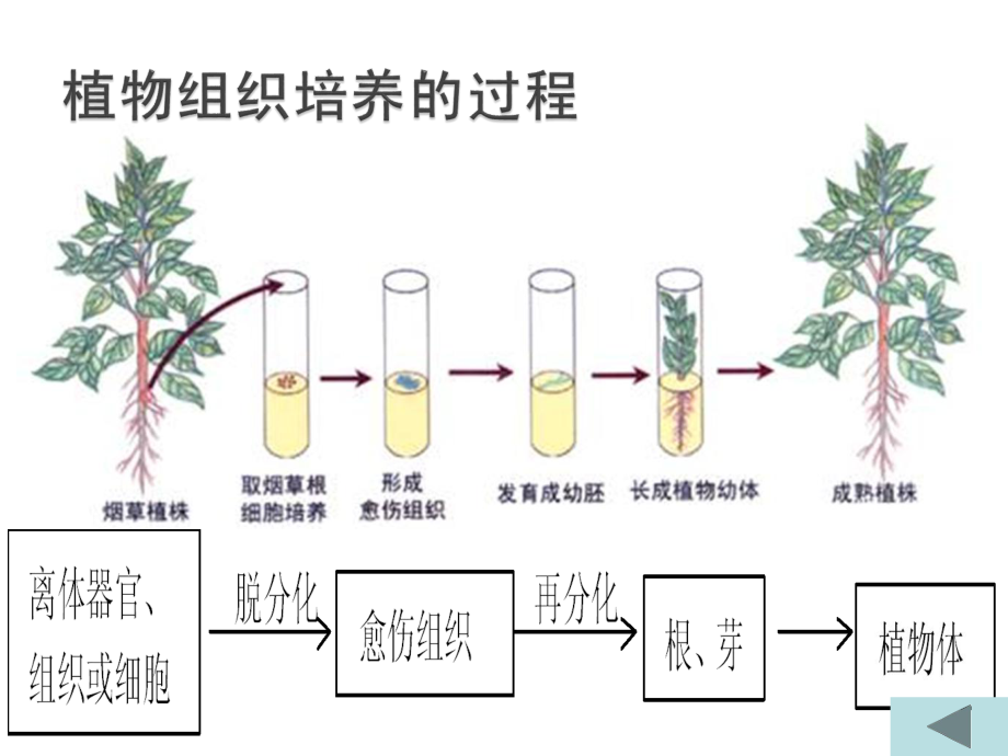 植物的组织培养.ppt_第3页