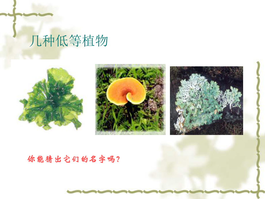 低等植物.ppt_第3页