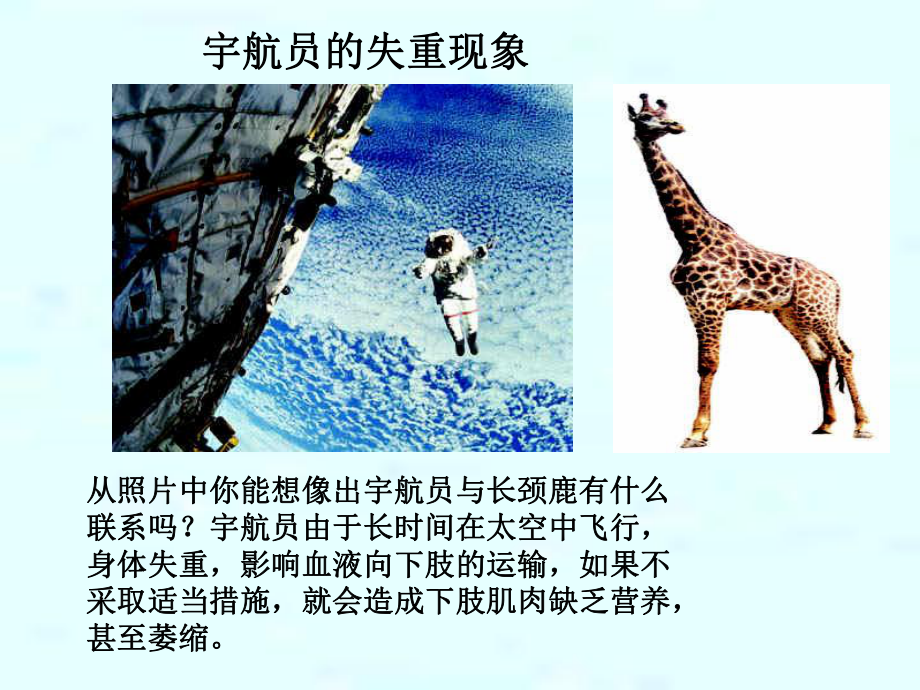 模仿动物的发明.ppt_第3页