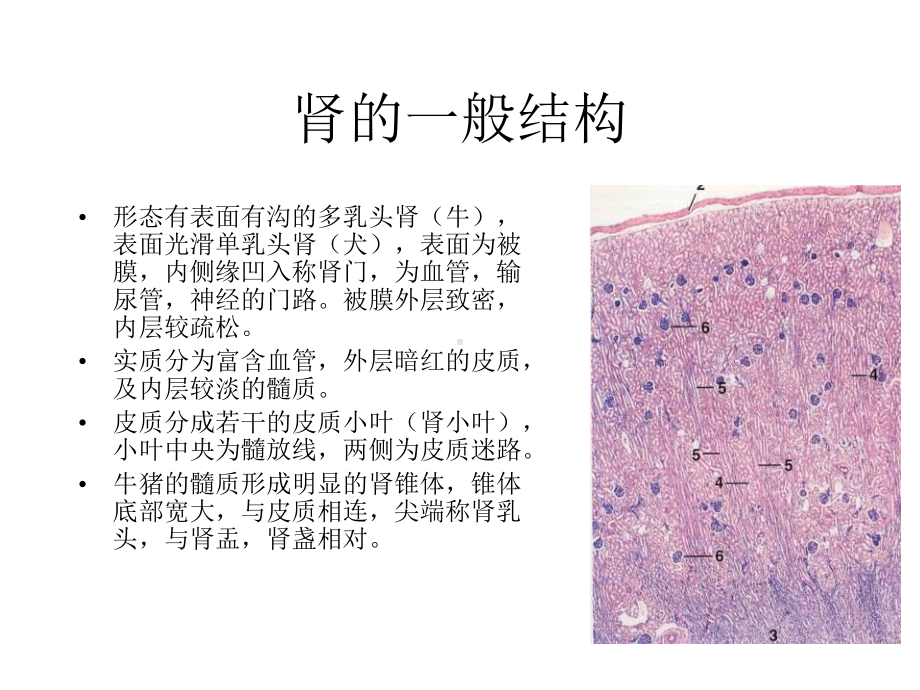 泌尿系统.ppt_第3页