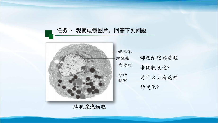 高一生物(人教版)第3章-第2节细胞器之间的分工合作第二课时课件.pptx_第3页