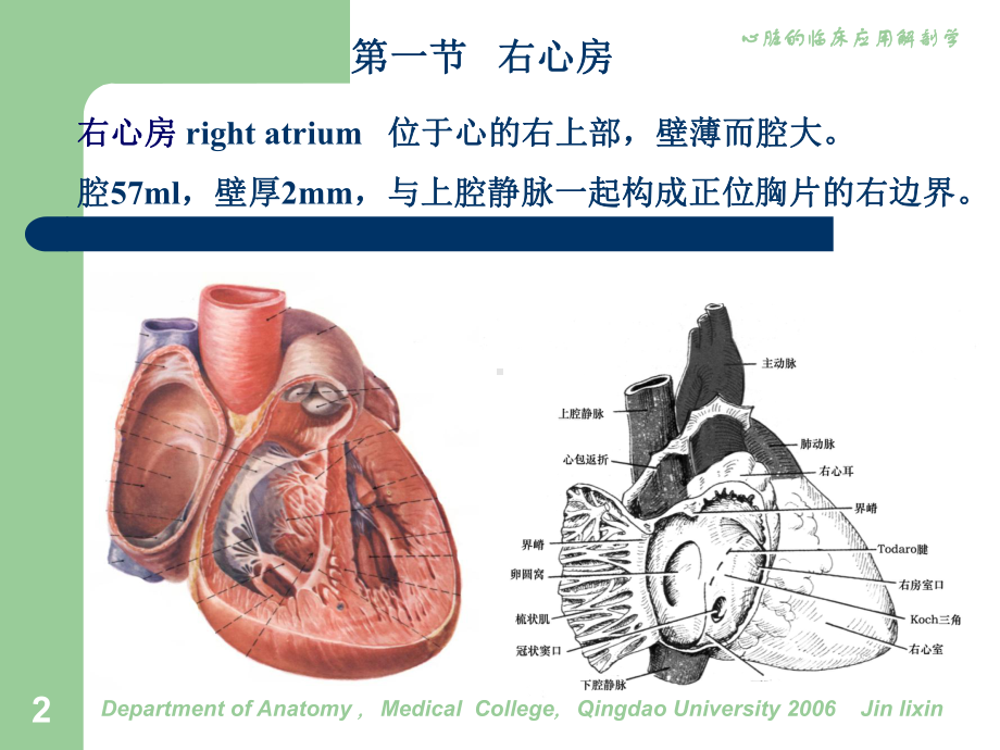 心脏2-心房.ppt_第2页