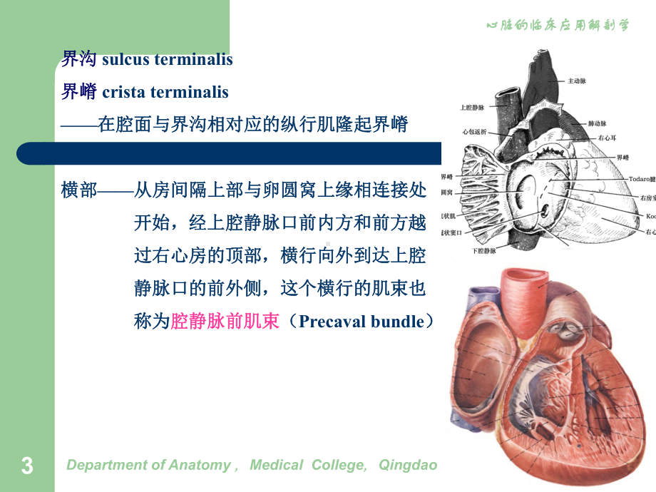 心脏2-心房.ppt_第3页