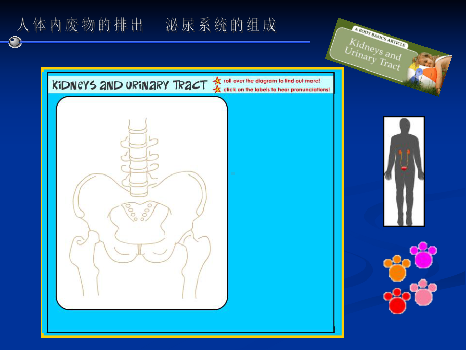 尿液的形成.ppt_第2页