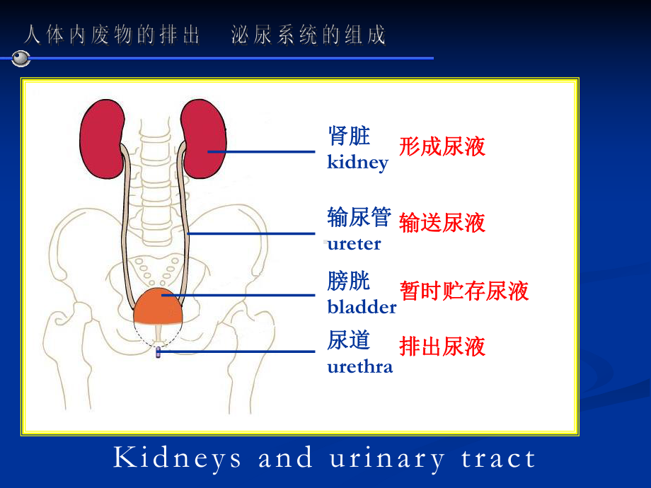 尿液的形成.ppt_第3页