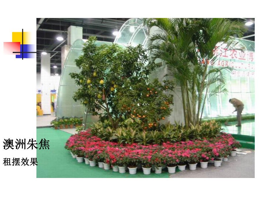 植物细胞工程(非常棒的课件).ppt_第3页