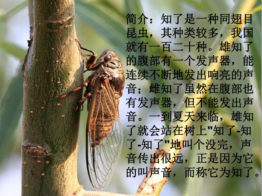 寓言两则.ppt_第3页