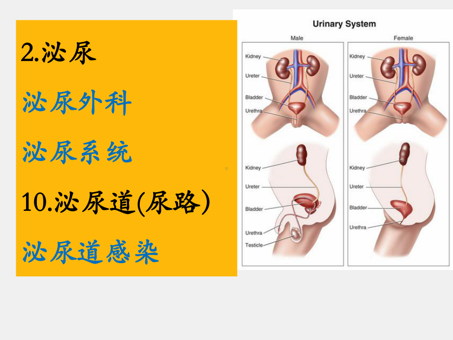 《医学汉语》课件第二册第九课（输尿管结石）.pptx_第3页