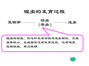 昆虫的生殖和发育 .ppt