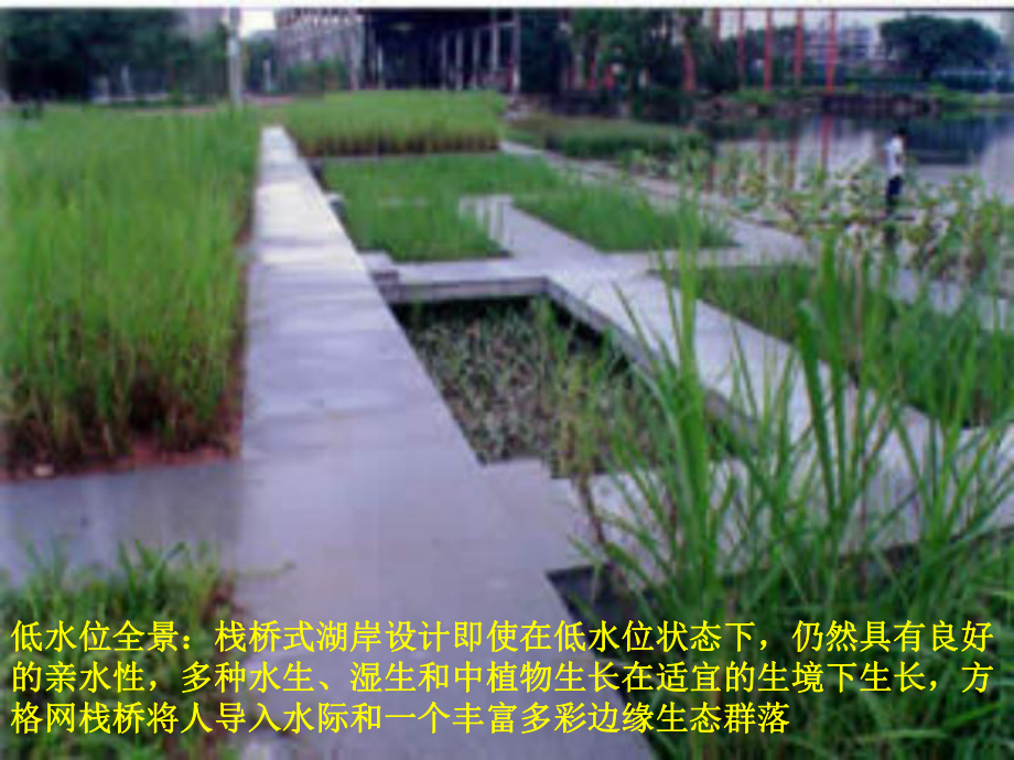 水生植物.ppt_第3页