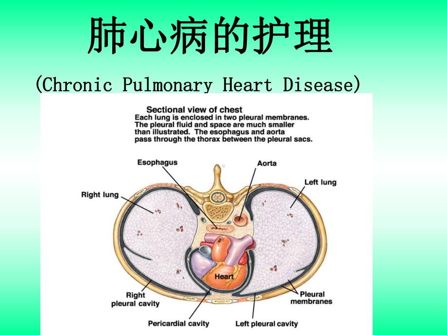 肺心病病人的护理.ppt_第1页