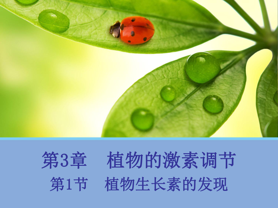 植物生长素的发现 .ppt_第1页