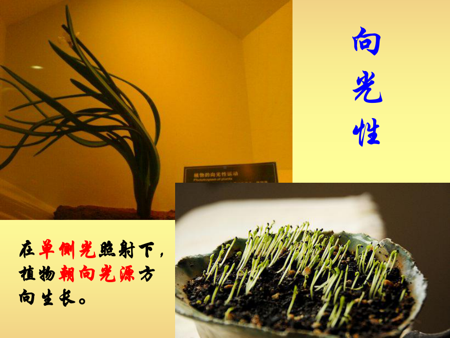 植物生长素的发现 .ppt_第2页