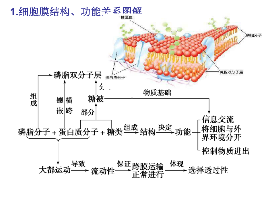 细胞的严整结构.ppt_第2页