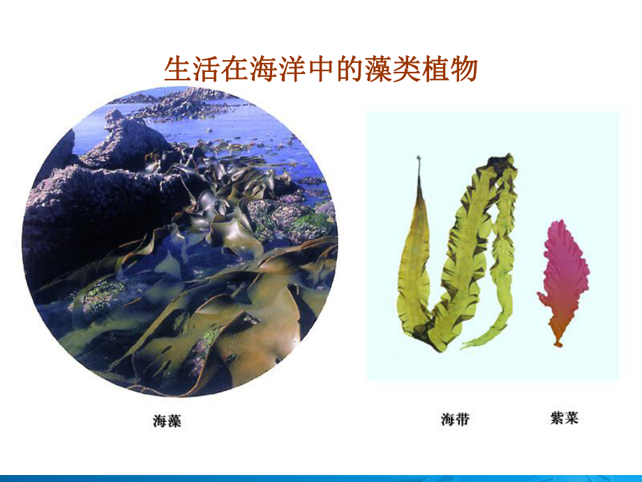 水中的藻类植物 .ppt_第3页