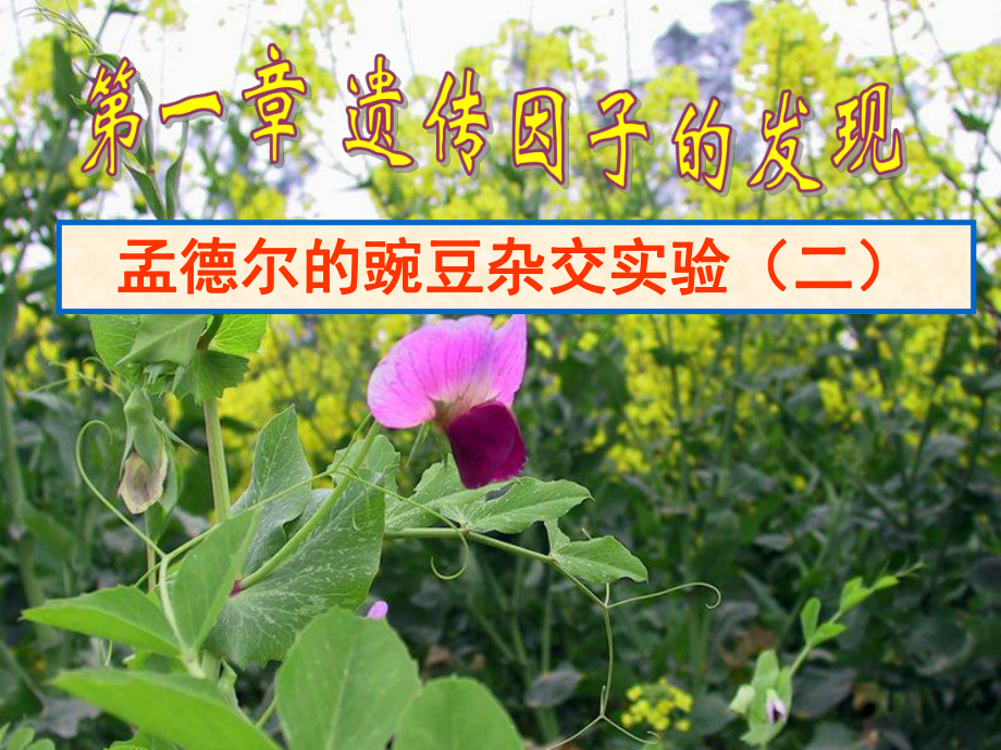 第一章 第二节-孟德尔的豌豆杂交实验(二).ppt_第3页