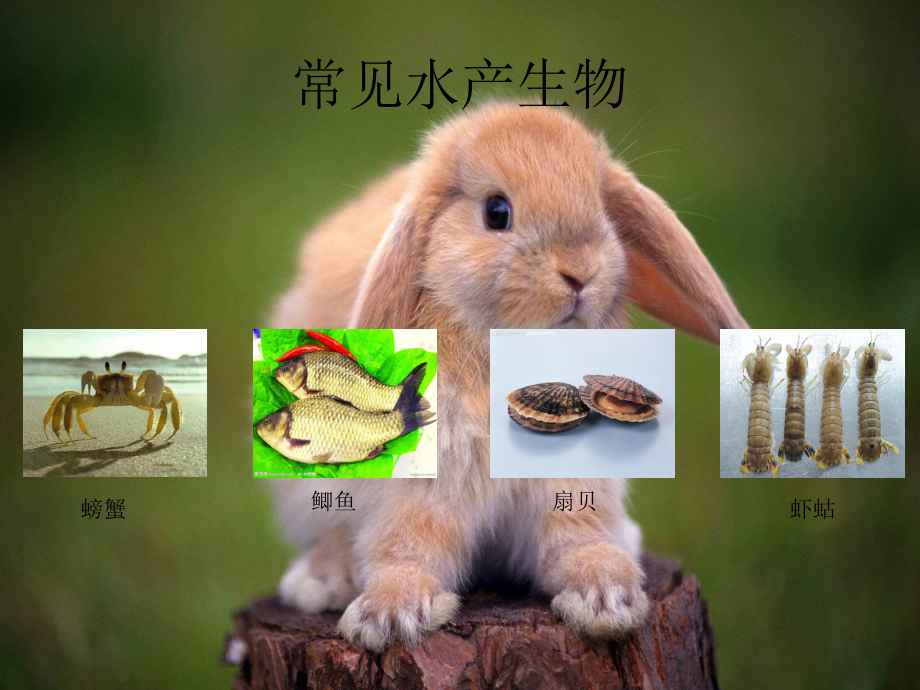 第三章 第三节 常见的水产动物.ppt_第3页