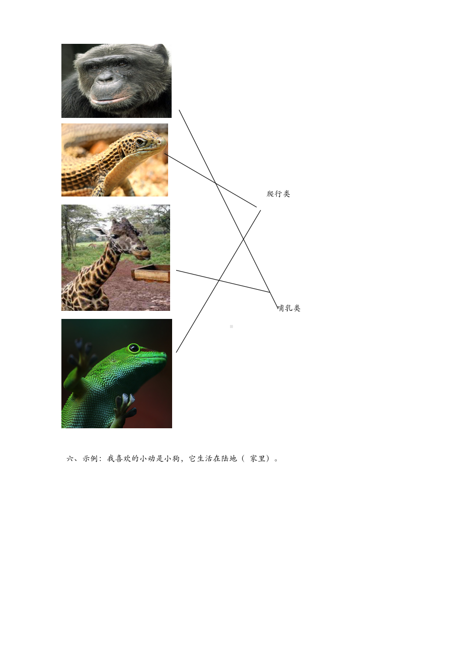 (新教材)粤教粤科版三年级上册科学-1.3-壁虎与小猫-课时练(同步练习).doc_第3页