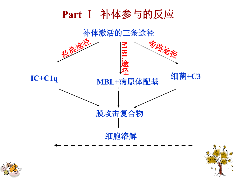 补体参与的反应.ppt_第3页