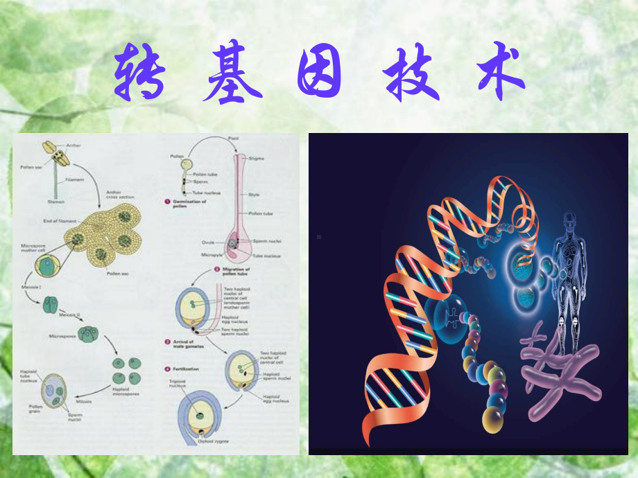 转基因技术.ppt_第1页