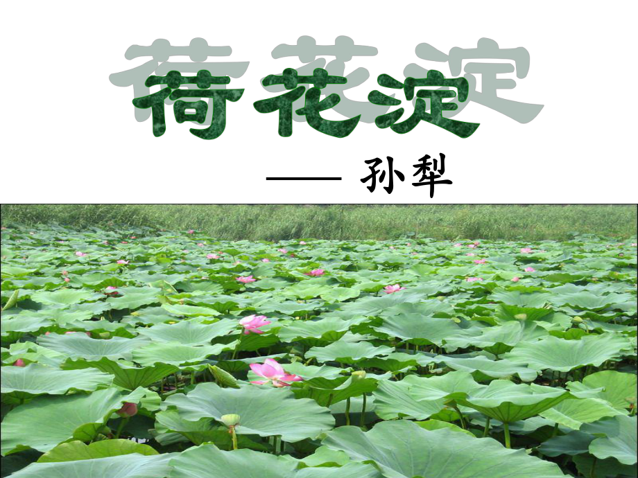 荷花淀的课件.ppt_第1页