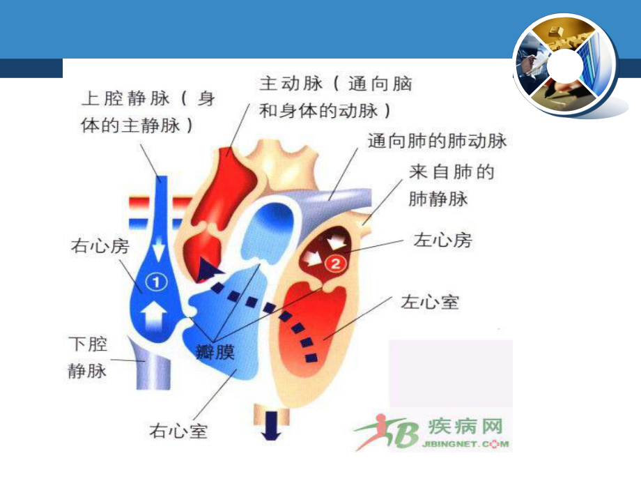 第一节循环系统常见症状体征的护理 .ppt_第3页