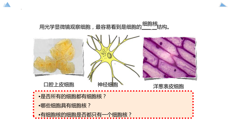 3.3 细胞核的结构和功能 ppt课件-2023新人教版（2019）必修第一册.pptx_第2页