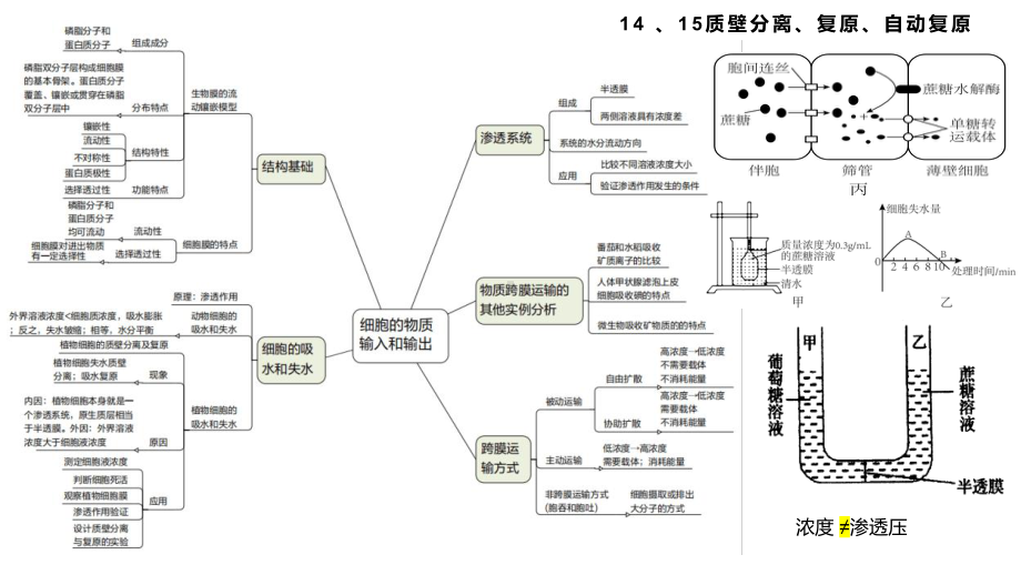 二轮复习 ppt课件02 细胞骨架 细胞的基本结构物质的输入和输出-2023新人教版（2019）必修第一册.pptx_第2页