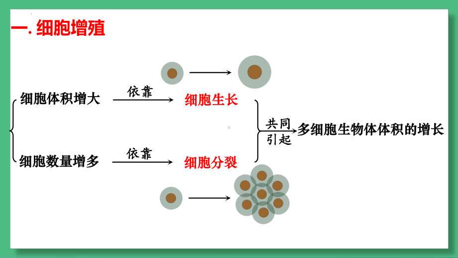 6.1.1 细胞的增殖（第一课时） ppt课件-2023新人教版（2019）必修第一册.pptx_第3页