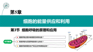 5.3 细胞呼吸的原理和应用- ppt课件-2023新人教版（2019）必修第一册.pptx