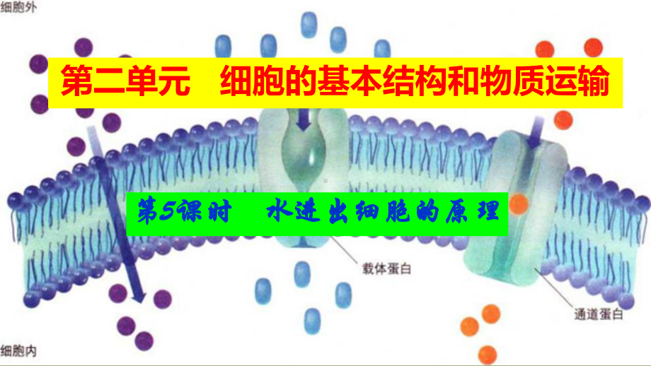 一轮复习：2.5 水进出细胞的原理 ppt课件-2023新人教版（2019）必修第一册.pptx_第1页