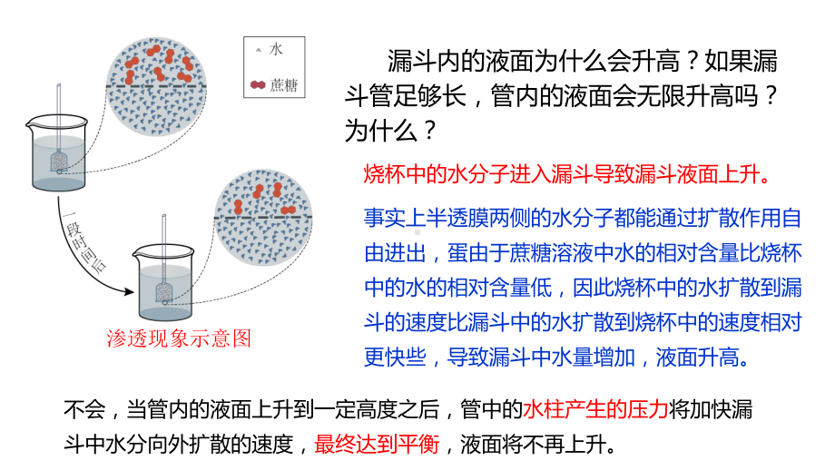 一轮复习：2.5 水进出细胞的原理 ppt课件-2023新人教版（2019）必修第一册.pptx_第2页