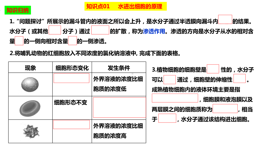 一轮复习：2.5 水进出细胞的原理 ppt课件-2023新人教版（2019）必修第一册.pptx_第3页