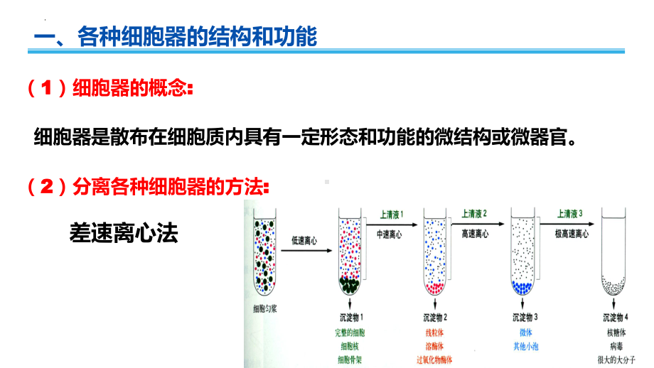 学业水平考试+学考复习-第三章细胞的结构（第二课时） ppt课件-2023新人教版（2019）必修第一册.pptx_第3页