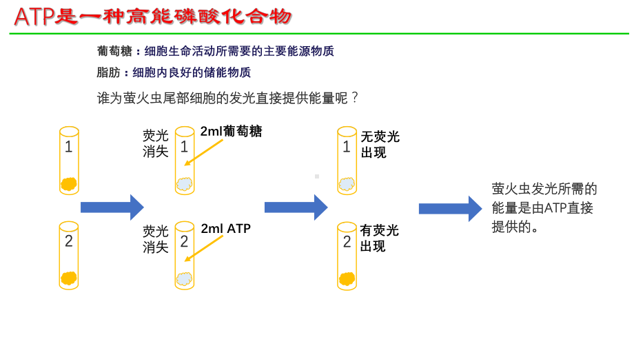 5.2细胞的能量”通货”ATP ppt课件-2023新人教版（2019）必修第一册.pptx_第3页