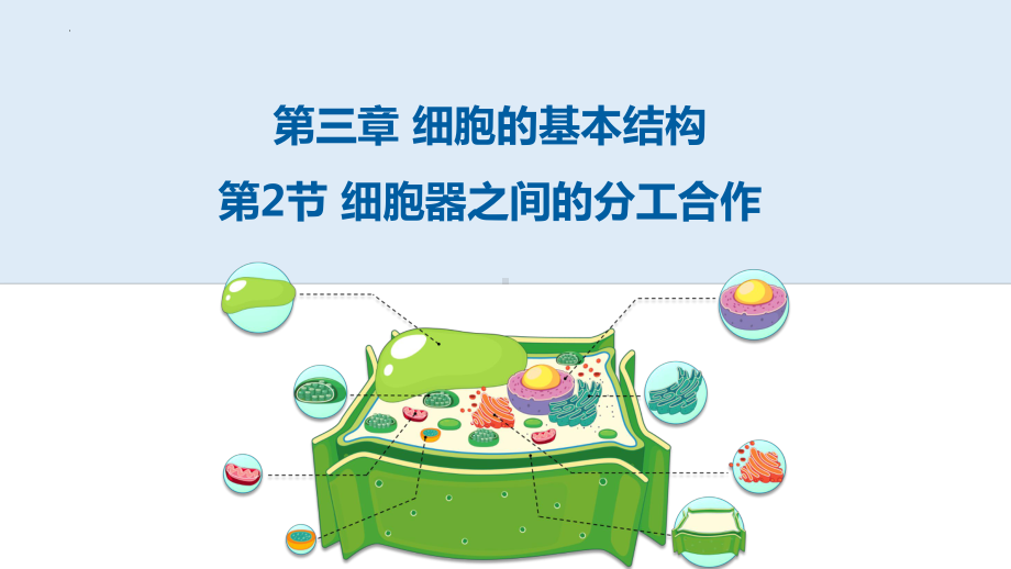 3.2细胞器之间的分工合作 ppt课件-2023新人教版（2019）必修第一册.pptx_第3页