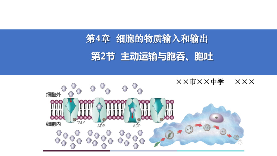 4.2+主动运输与胞吞胞吐 ppt课件+视频-2023新人教版（2019）必修第一册.rar