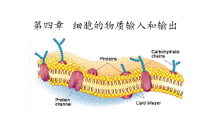 4.2 主动运输和胞吞胞吐 ppt课件-2023新人教版（2019）必修第一册.pptx