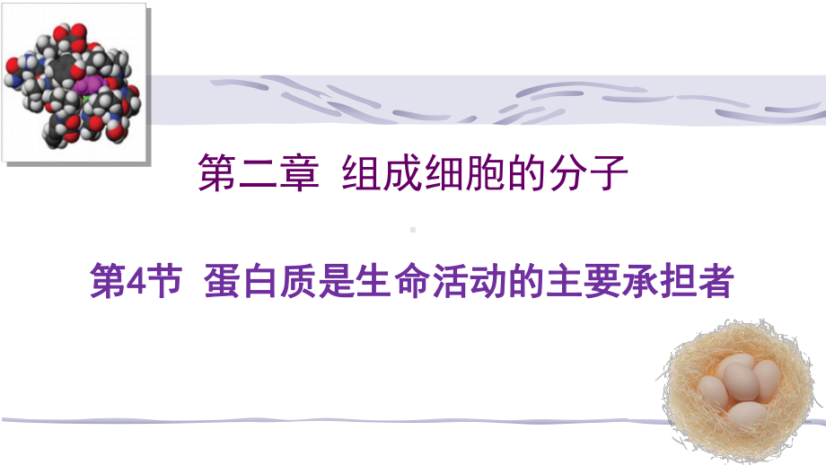 2.4蛋白质是生命活动的主要承担者 ppt课件 -2023新人教版（2019）必修第一册.pptx_第1页