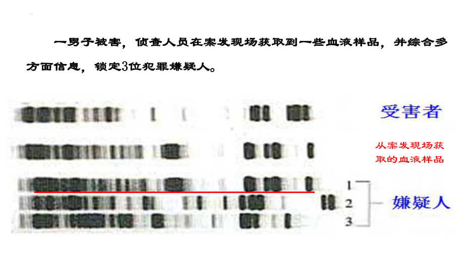 2.5 核酸是遗传信息的携带者 ppt课件--2023新人教版（2019）必修第一册.pptx_第2页