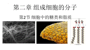 2.3 细胞中的糖类和脂质 ppt课件--2023新人教版（2019）必修第一册.pptx