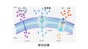 4.2主动运输与胞吞胞吐 ppt课件-2023新人教版（2019）必修第一册.pptx