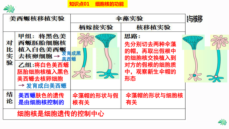 一轮复习：2.4 细胞核的结构和功能 ppt课件-2023新人教版（2019）必修第一册.pptx_第2页