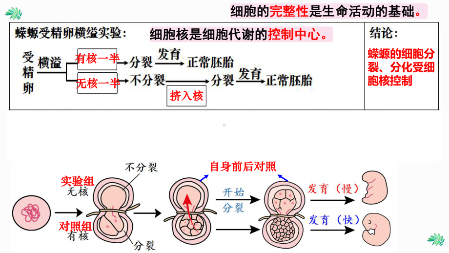 一轮复习：2.4 细胞核的结构和功能 ppt课件-2023新人教版（2019）必修第一册.pptx_第3页