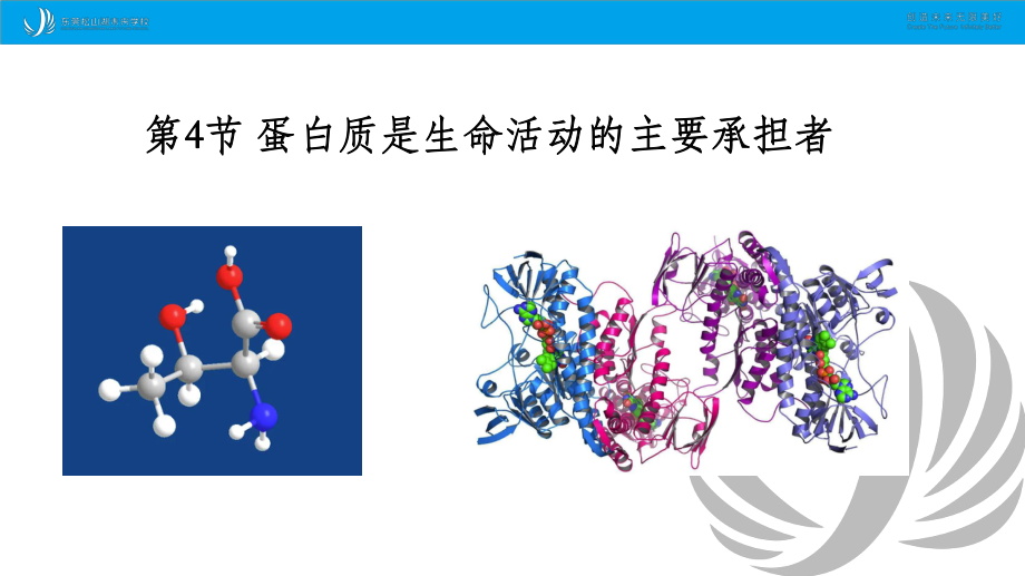 2.4蛋白质是生命活动的主要承担者 ppt课件-2023新人教版（2019）必修第一册.pptx_第2页