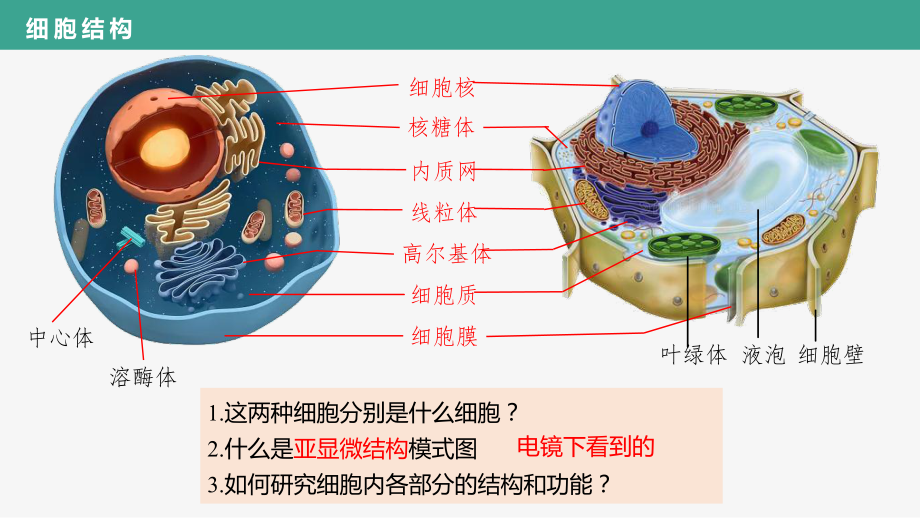 3.2.1 细胞器之间的分工 ppt课件-2023新人教版（2019）必修第一册.pptx_第3页