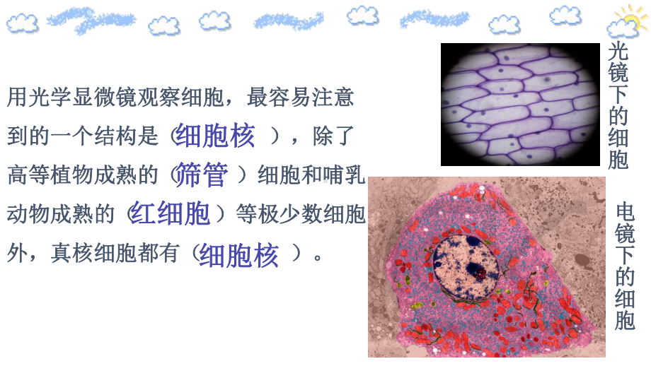 3.3 细胞核的结构和功能（教学 ppt课件）-2023新人教版（2019）必修第一册.pptx_第3页