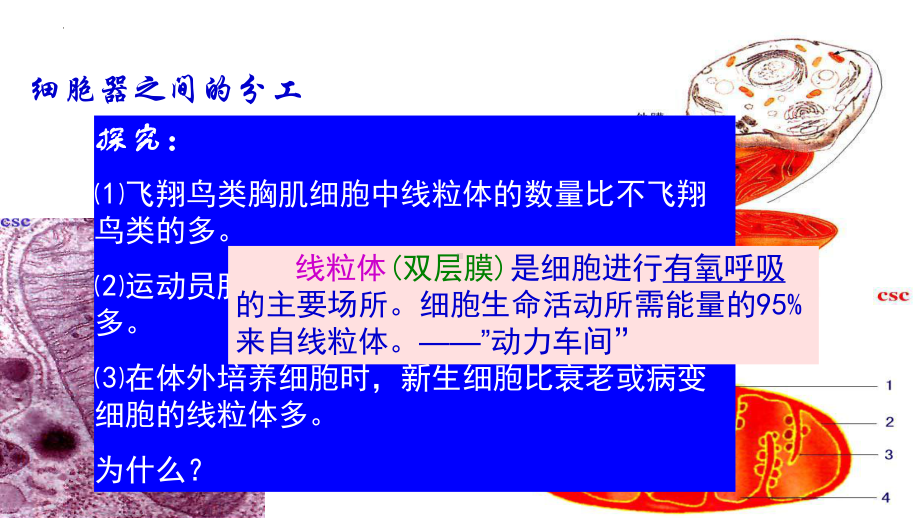 3.2细胞器之间的分工合作ppt课件--2023新人教版（2019）必修第一册.pptx_第3页